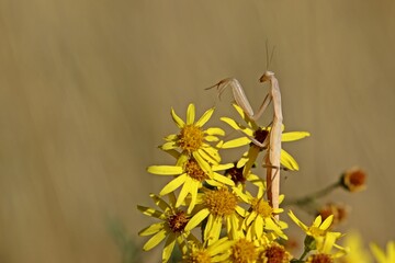 Weibliche subadulte Europäische Gottesanbeterin (Mantis religiosa) an Jakobs-Kreuzkraut