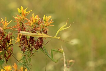 Weibliche  und männliche Europäische Gottesanbeterin (Mantis religiosa)
an Echtem Johanniskraut (Hypericum perforatum)