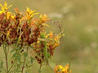 Weibliche  und männliche Europäische Gottesanbeterin (Mantis religiosa)
an Echtem Johanniskraut (Hypericum perforatum)