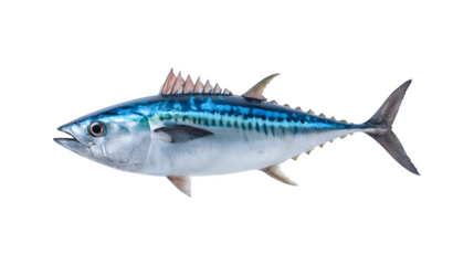 Atlantic bonito fish swimming in the ocean
