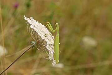 Weibliche Europäische Gottesanbeterin (Mantis religiosa) an Wilder Möhre (Daucus carota)