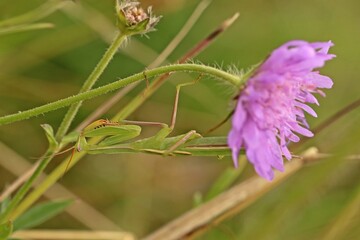 Männliche subadulte Europäische Gottesanbeterin (Mantis religiosa)