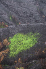 Landscapes devastated by forest fires in Courel Lugo Galicia