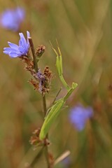 Weibliche Europäische Gottesanbeterin (Mantis religiosa) an Wegwarte (Cichorium intybus)