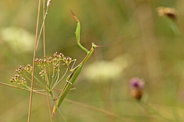 Männliche Europäische Gottesanbeterin (Mantis religiosa)