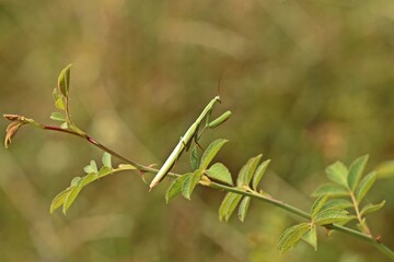 Männliche Europäische Gottesanbeterin (Mantis religiosa)
an Wildrose