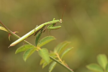 Männliche Europäische Gottesanbeterin (Mantis religiosa)
an Wildrose