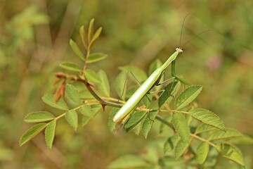 Männliche Europäische Gottesanbeterin (Mantis religiosa)
an Wildrose