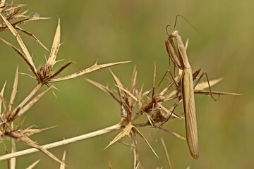 Männliche Europäische Gottesanbeterin (Mantis religiosa)
an Feld-Mannstreu (Eryngium campestre)