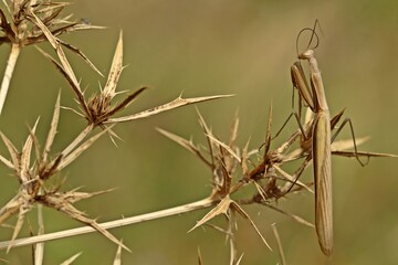 Männliche Europäische Gottesanbeterin (Mantis religiosa)
an Feld-Mannstreu (Eryngium campestre)