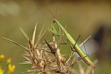 Männliche Europäische Gottesanbeterin (Mantis religiosa)
an Feld-Mannstreu (Eryngium campestre)
