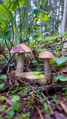 Two mushrooms growing on the forest floor.
