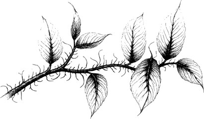Minimalist Botanical Leaf Engraving Illustration