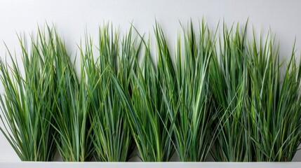 Obraz premium Luxurious closeup of vibrant green grass blades on white background with space for graphic design or text