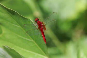 トンボ © yamasan