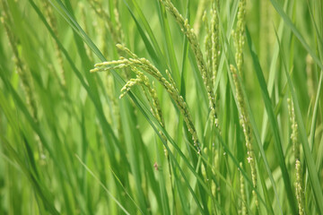 	風に揺れる稲穂