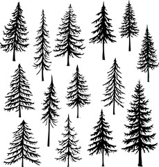 Obraz premium Evergreen Pine Tree Silhouette Collection