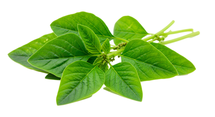 Fresh organic amaranth leafy greens vegetable healthy food ingredient nutrition agriculture vegetarian diet plant based food on transparent background
