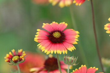 Fototapeta premium 風に揺れるガイラルディア