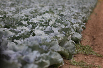 風に揺れるキャベツ畑