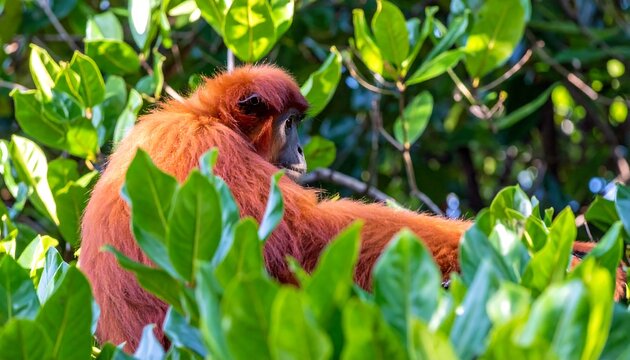 Red monkey in lush forest canopy