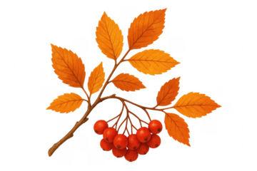 Autumn branch with orange leaves and red berries on transparent background