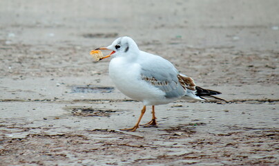 seagull on the beach