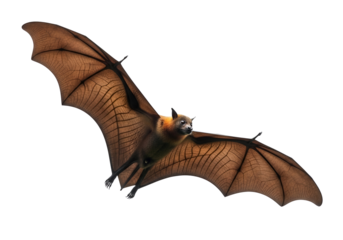 A magnificent bat soars freely against a stark black backdrop, showcasing intricate wing details and a captivating silhouette.