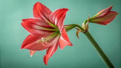 Close up of a red amaryllis blossom for mock up design