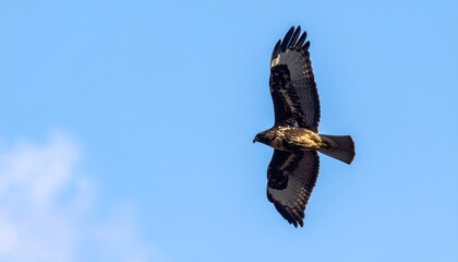 Obraz premium A bird of prey soaring against a clear sky.