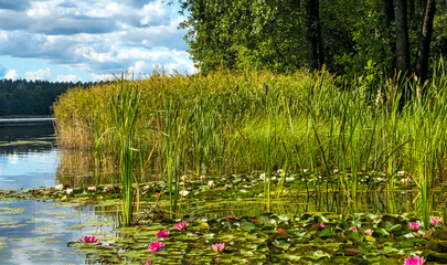 Peaceful lake with lilies and reeds.