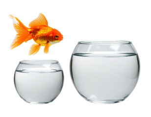 A vibrant goldfish leaps from a smaller fishbowl to a larger one, showcasing its bright colors and playful nature.
