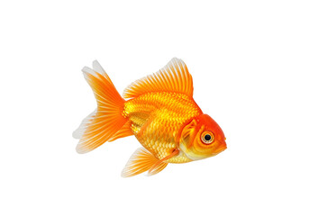 Fototapeta premium Vivid orange and white goldfish against a striking black background.