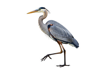 Fototapeta premium A profile view of a great blue heron, showcasing its elegant plumage and detailed feather patterns against a striking black background.