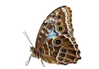 Naklejka premium A detailed close-up view of a vibrant butterfly with intricate wing patterns against a dark background.