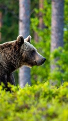 Obraz premium Brown bear in forest