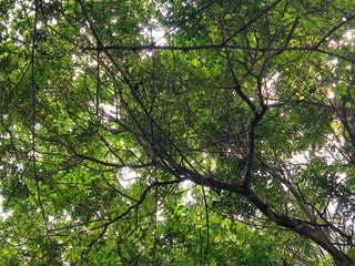 a large tree with several branches covered in lush green leaves with a background of sunlight shining from above the leaves

