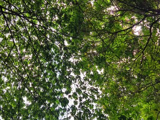 a large tree with several branches covered in lush green leaves with a background of sunlight shining from above the leaves

