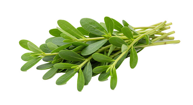 Purslane verdolaga edible plant salad ingredient fresh herb healthy food green leaves close up isolated on transparent background