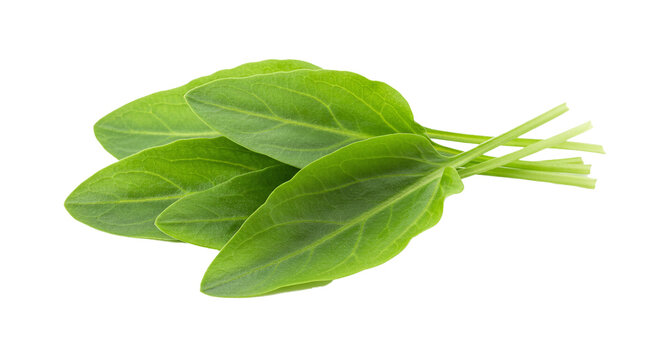 Fresh sorrel leaves organic healthy food ingredient culinary herb green vegetable salad garnish isolated on transparent background