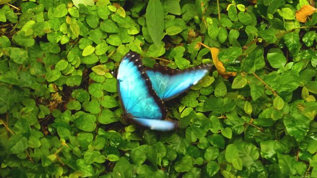 Two morpho butterflies on the ground, surrounded by green leaves of plant, fluttering around each other. 