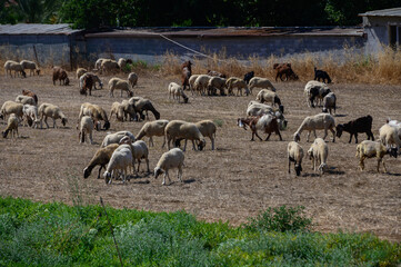 Traditional Goats and Sheep Grazing on Cyprus Farm