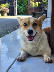 Corgi dog smiles at the camera while on the porch