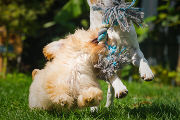 Dogs playing with a rug in the backyard 