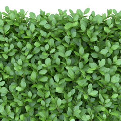 Fototapeta premium Green leaf dense hedge natural foliage plant garden lush outdoor