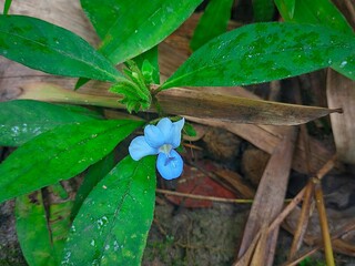 "Blue Wildflower in Natural Ground Cover."