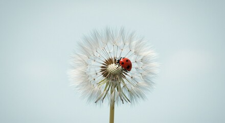 Ladybug on Dandelion Seed Head Against Pale Blue Sky