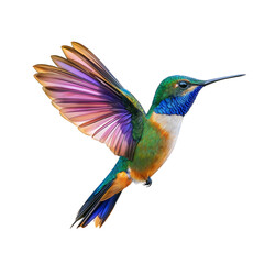 Fototapeta premium Colorful Hummingbird Isolated on Transparent Background