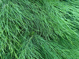 Close up of green pine tree leaves that look fresh and lush, with a little sunlight shining on each side