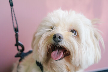 Grooming session happy maltese dog closeup